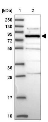 Western Blot HOOK2 Antibody