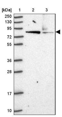 Western Blot HOOK2 Antibody