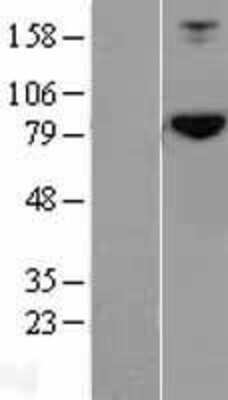 Western Blot HOOK2 Overexpression Lysate