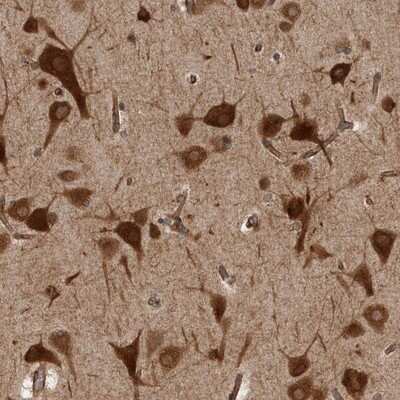 Immunohistochemistry-Paraffin: HOOK3 Antibody [NBP1-81743] - Staining of human cerebral cortex shows strong cytoplasmic positivity in neuronal cells.