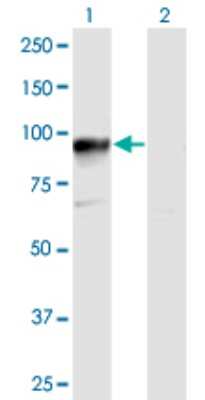 Western Blot: HOOK3 Antibody [H00084376-B01P] - Analysis of HOOK3 expression in transfected 293T cell line by HOOK3 polyclonal antibody.  Lane 1: HOOK3 transfected lysate(83.10 KDa). Lane 2: Non-transfected lysate.