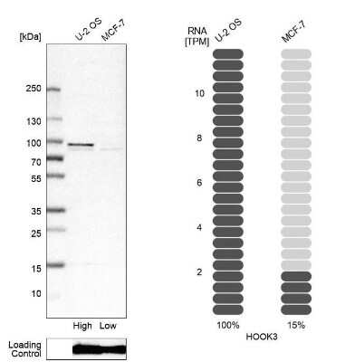 Western Blot: HOOK3 Antibody [NBP1-81743] - Analysis in human cell line U-2 OS and human cell line MCF-7.