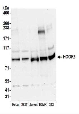 <b>Independent Antibodies Validation and Biological Strategies Validation.</b>Western Blot: HOOK3 Antibody [NBP2-44279] - Whole cell lysate (50 ug) from HeLa, 293T, Jurkat, mouse TCMK-1, and mouse NIH3T3 cells prepared using NETN lysis buffer.