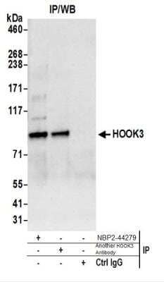 Western Blot: HOOK3 Antibody [NBP2-44279] - Western Blot of Immunoprecipitates. Samples: Whole cell lysate (0.5 or 1.0 mg per IP reaction; 20% of IP loaded) from HeLa cells prepared using NETN lysis buffer. NBP2-44279 was used for IP at 6 ug per reaction. HOOK3 was also Immunoprecipitated by another rabbit anti-HOOK3 antibody.