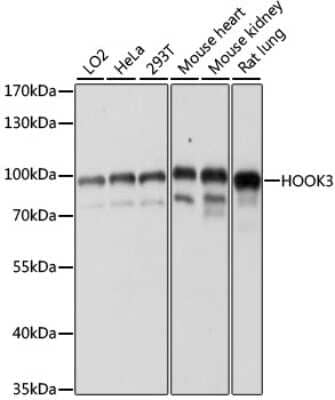 Western Blot: HOOK3 Antibody [NBP3-05070] - Analysis of extracts of various cell lines, using HOOK3 antibody at 1:1000 dilution. Secondary antibody: HRP Goat Anti-Rabbit IgG (H+L) at 1:10000 dilution. Lysates/proteins: 25ug per lane. Blocking buffer: 3% nonfat dry milk in TBST. Detection: ECL Basic