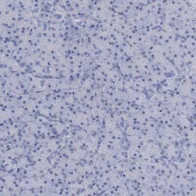 Immunohistochemistry-Paraffin: HORMAD1 Antibody [NBP1-85401] - Staining of human pancreas shows no positivity in exocrine glandular cells as expected.