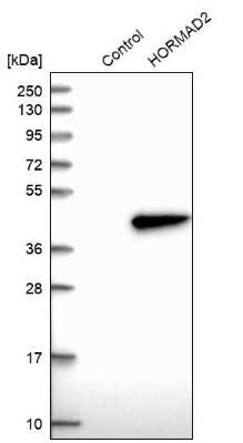 Western Blot HORMAD2 Antibody