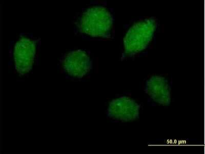 Immunocytochemistry/Immunofluorescence: HOXA1 Antibody [H00003198-B01P] - Analysis of purified antibody to HOXA1 on HeLa cell. (antibody concentration 10 ug/ml)