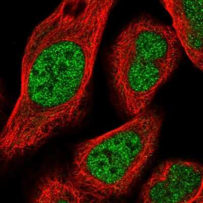 Immunocytochemistry/Immunofluorescence: HOXA3 Antibody [NBP1-83234] - Staining of human cell line U-2 OS shows localization to nucleoplasm. Antibody staining is shown in green.