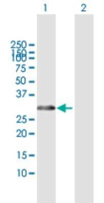 Western Blot: HOXB1 Antibody [H00003211-B01P] - Analysis of HOXB1 expression in transfected 293T cell line by HOXB1 polyclonal antibody.  Lane 1: HOXB1 transfected lysate(25.85 KDa). Lane 2: Non-transfected lysate.