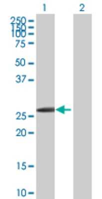 Western Blot: HOXB1 Antibody [H00003211-D01P] - Analysis of HOXB1 expression in transfected 293T cell line by HOXB1 polyclonal antibody.Lane 1: HOXB1 transfected lysate(25.00 KDa).Lane 2: Non-transfected lysate.