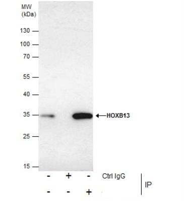 Immunoprecipitation: HOXB13 Antibody [NBP2-43655] - HOXB13 protein from PC-3 nuclear extracts using 5 ug of HOXB13 antibody. Western blot analysis was performed using HOXB13 antibody. EasyBlot anti-Rabbit IgG was used as a secondary reagent.