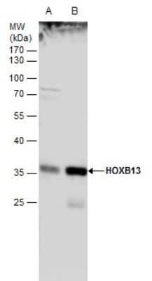 Western Blot: HOXB13 Antibody [NBP2-43655] - Analysis of A. 30 ug PC-3 whole cell extract B. 30 ug PC-3 nuclear extract 12 % SDS-PAGE HOXB13 antibody dilution: 1:1000.