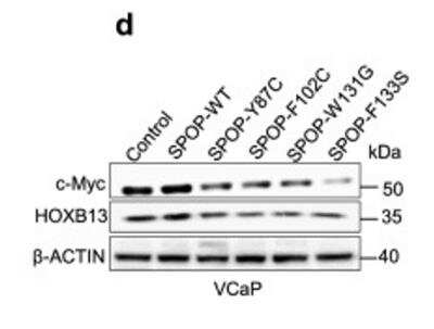 Western Blot: HOXB13 Antibody [NBP2-43655] - Immunoblot of VCaP cells overexpressing the indicated SPOP (ubiquitin ligase adaptor) species. Protein expression changes were normalized to B-ACTIN and Control cell line, (n = 2). Image collected and cropped by CiteAb from the following publication (//pubmed.ncbi.nlm.nih.gov/33531470) licensed under a CC-BY license.