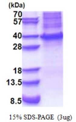 SDS-Page: HOXB13 Protein [NBP2-23125]