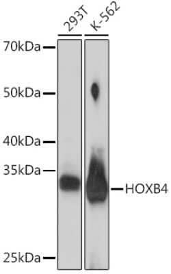 Western Blot: HOXB4 Antibody (6M4G5) [NBP3-15865] - Western blot analysis of extracts of various cell lines, using HOXB4 Rabbit mAb (NBP3-15865) at 1:1000 dilution. Secondary antibody: HRP Goat Anti-Rabbit IgG (H+L) at 1:10000 dilution. Lysates/proteins: 25ug per lane. Blocking buffer: 3% nonfat dry milk in TBST. Detection: ECL Basic Kit. Exposure time: 180s.