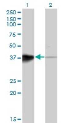 Western Blot: HOXB5 Antibody (3F10) [H00003215-M01] - Analysis of HOXB5 expression in transfected 293T cell line by HOXB5 monoclonal antibody (M01), clone 3F10.Lane 1: HOXB5 transfected lysate(29.4 KDa).Lane 2: Non-transfected lysate.