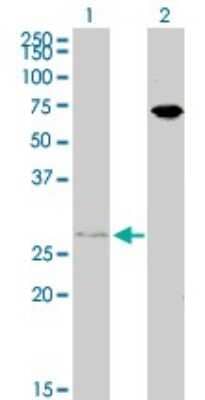 Western Blot: HOXB7 Antibody (4A3) [H00003217-M02] - Analysis of HOXB7 expression in transfected 293T cell line by HOXB7 monoclonal antibody (M02), clone 4A3.Lane 1: HOXB7 transfected lysate(24 KDa).Lane 2: Non-transfected lysate.