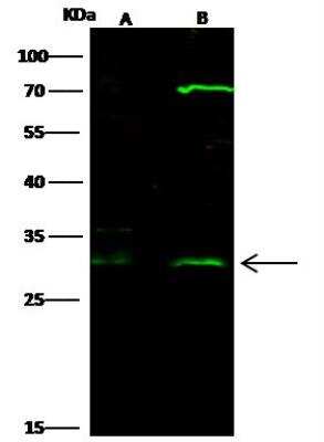Western Blot HOXB8 Antibody - Azide and BSA Free