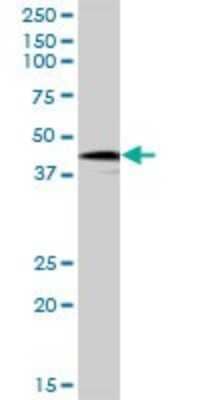 Western Blot: HOXB9 Antibody [H00003219-B01P] - Analysis of HOXB9 expression in Hela S3 NE.