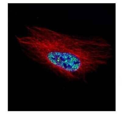 Immunocytochemistry/Immunofluorescence: HOXC10 Antibody [NBP2-16874] - Confocal immunofluorescence analysis of paraformaldehyde-fixed HeLa, using HOXC10 antibody (Green) at 1:500 dilution. Alpha-tubulin filaments are labeled with Alpha-tubulin antibody (Red) at 1:2000.
