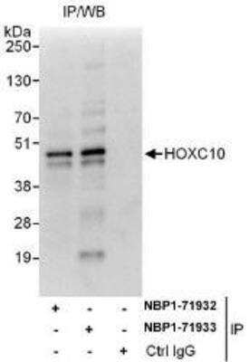 Western Blot: HOXC10 Antibody [NBP1-71932] - Whole cell lysate from HeLa (1 mg for IP, 20% of IP loaded) cells.  Affinity purified rabbit anti-HOXC10 antibody used for IP at 6 mcg/mg lysate.  HOXC10 was also immunoprecipitated by rabbit anti-HOXC10 antibody NBP1-71933, which recognizes a downstream epitope.