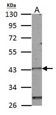 Western Blot: HOXC10 Antibody [NBP2-16874] - 50 ug mouse muscle lysate/extract 10 % SDS-PAGE HOXC10 antibody dilution: 1:1000.