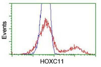 Flow Cytometry HOXC11 Antibody (OTI3E10)