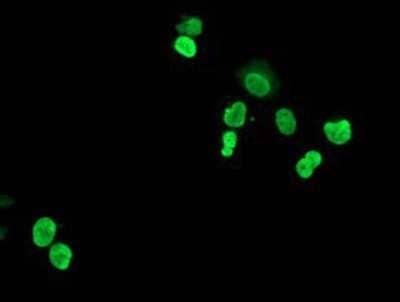 Immunocytochemistry/Immunofluorescence: HOXC11 Antibody (3E10) [NBP2-00499] Staining of COS7 cells transiently transfected by pCMV6-ENTRY HOXC11.