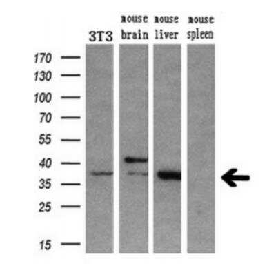 Western Blot: HOXC11 Antibody (3E10) [NBP2-00499] -  Analysis of extracts (10ug) from a mouse cell line and 3 different mouse tissues by using antiHOXC11 monoclonal antibody.(1:200)