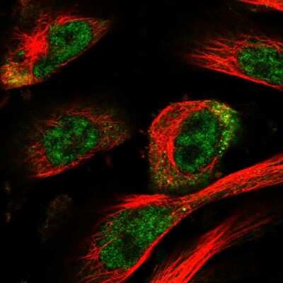 Immunocytochemistry/ Immunofluorescence HOXC11 Antibody - BSA Free