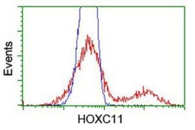 Flow Cytometry: HOXC11 Antibody (OTI3E10) - Azide and BSA Free [NBP2-70913] - HEK293T cells transfected with either overexpression plasmid (Red) or empty vector control plasmid (Blue) were immunostaining by anti-HOXC11 antibody, and then analyzed by flow cytometry.