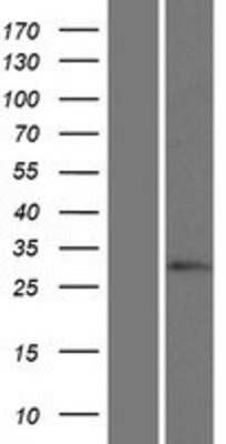 Western Blot: HOXC12 Overexpression Lysate (Adult Normal) [NBP2-05082] Left-Empty vector transfected control cell lysate (HEK293 cell lysate); Right -Over-expression Lysate for HOXC12.