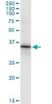 Immunoprecipitation: HOXC8 Antibody (1H2) [H00003224-M02] - Analysis of HOXC8 transfected lysate using anti-HOXC8 monoclonal antibody and Protein A Magnetic Bead, and immunoblotted with HOXC8 MaxPab rabbit polyclonal antibody.