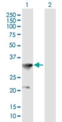 Western Blot: HOXC8 Antibody [H00003224-B01P] - Analysis of HOXC8 expression in transfected 293T cell line by HOXC8 polyclonal antibody.  Lane 1: HOXC8 transfected lysate(26.62 KDa). Lane 2: Non-transfected lysate.