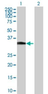 Western Blot: HOXC8 Antibody [H00003224-D01P] - Analysis of HOXC8 expression in transfected 293T cell line by HOXC8 polyclonal antibody.Lane 1: HOXC8 transfected lysate(27.80 KDa).Lane 2: Non-transfected lysate.