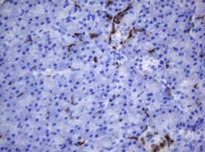 Immunohistochemistry: HOXD10 Antibody (OTI1D11) - Azide and BSA Free [NBP2-70920] - Analysis of Human pancreas tissue. (Heat-induced epitope retrieval by 10mM citric buffer, pH6.0, 120C for 3min)