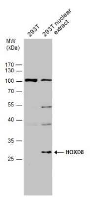 Western Blot: HOXD8 Antibody [NBP3-12892] - 293T whole cell and nuclear extracts (30 ug) were separated by 12% SDS-PAGE, and the membrane was blotted with HOXD8 antibody (NBP3-12892) diluted at 1:500.