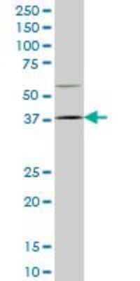 Western Blot: HOXD9 Antibody (2A9) [H00003235-M01] - HOXD9 monoclonal antibody (M01), clone 2A9 Analysis of HOXD9 expression in NIH/3T3.