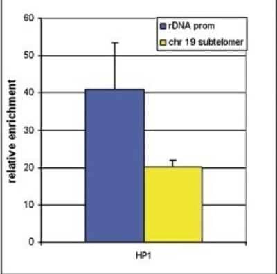 Chromatin Immunoprecipitation: HP1 Alpha, Beta, and Gamma Antibody [NBP2-59154] - ChIP assays were performed using NIH3T3 cells and 4 ug of the antibody directed against HP1alpha,beta and gamma. QPCR was performed on the IP'd DNA with optimized primer sets for the rDNA promoter and for a subtelomeric sequence of chromosome 19. Figure shows the relative enrichment as compared to a no antibody negative control ChIP.
