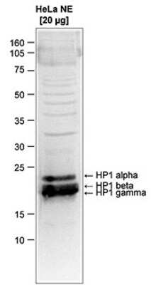 Western Blot: HP1 Alpha, Beta, and Gamma Antibody [NBP2-59154] - Western blot was performed on nuclear extracts from HeLa cells (20 ug) with the antibody against human HP1alpha,beta and gamma diluted 1:1,000 in TBS-Tween containing 5% skimmed milk. The molecular weight marker (kDa) is shown on the left; the expected location of HP1alpha, HP1beta and HP1gamma is indicated on the right.