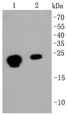 Western Blot: HP1 alpha Antibody (SR44-03) [NBP2-67349] - Analysis of HP1 alpha on different cell lysates using anti-HP1 alpha antibody at 1/1,000 dilution. Positive control: Lane 1: MCF-7 Lane 2: Hela