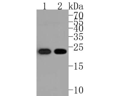 Western Blot: HP1 alpha Antibody (SR44-03) [NBP2-67349] - Analysis of HP1 alpha on different lysates. Proteins were transferred to a PVDF membrane and blocked with 5% BSA in PBS for 1 hour at room temperature. The primary antibody (1/500) was used in 5% BSA at room temperature for 2 hours. Goat Anti-Rabbit IgG - HRP Secondary Antibody at 1:200,000 dilution was used for 1 hour at room temperature.Positive control: Lane 1: MCF-7 cell lysateLane 2: Hela cell lysate