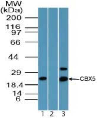 Western Blot: HP1 alpha Antibody [NBP2-24601] - Analysis of CBX5 in HCT-116 cell lysate in the 1) absence and 2) presence of immunizing peptide using this antibody. I goat anti-rabbit Ig HRP secondary antibody and PicoTect ECL substrate solution were used for this test.