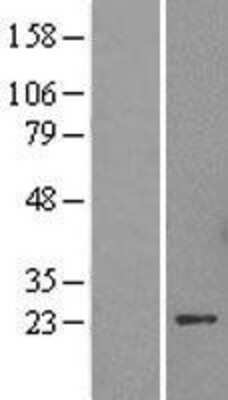 Western Blot HP1 alpha Overexpression Lysate