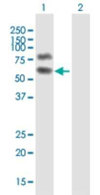 Western Blot: HP1BP3 Antibody [H00050809-B01P] - Analysis of HP1BP3 expression in transfected 293T cell line by HP1BP3 polyclonal antibody.  Lane 1: HP1BP3 transfected lysate(60.83 KDa). Lane 2: Non-transfected lysate.