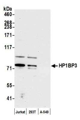 Western Blot: HP1BP3 Antibody [NBP2-76353] - Samples: Whole cell lysate (15 ug) from Jurkat, HEK293T, and A-549 cells prepared using NETN lysis buffer. Antibody: Affinity purified rabbit anti-HP1BP3 antibody NBP2-76353 used for WB at 1:1000. Detection: Chemiluminescence with an exposure time of 30 seconds.