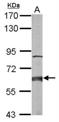 Western Blot: HPCL Antibody [NBP1-31571] - Sample (50 ug of whole cell lysate) A: mouse liver 7. 5% SDS PAGE; antibody diluted at 1:1000.