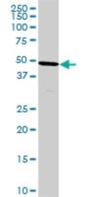 Western Blot: HPD Antibody (2F3) [H00003242-M07] - Analysis of HPD expression in HeLa (Cat # L013V1).