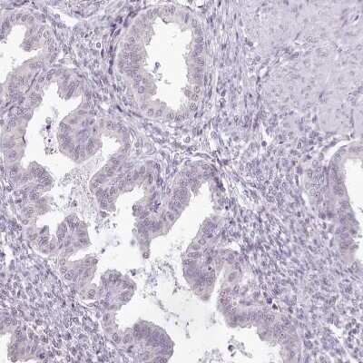 Immunohistochemistry-Paraffin: HPD Antibody [NBP1-89366] - Staining of human endometrium shows no positivity in glandular cells as expected.